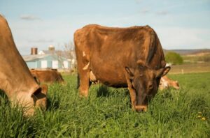 Two brown cows graze on lush green grass with a farm building in the background.