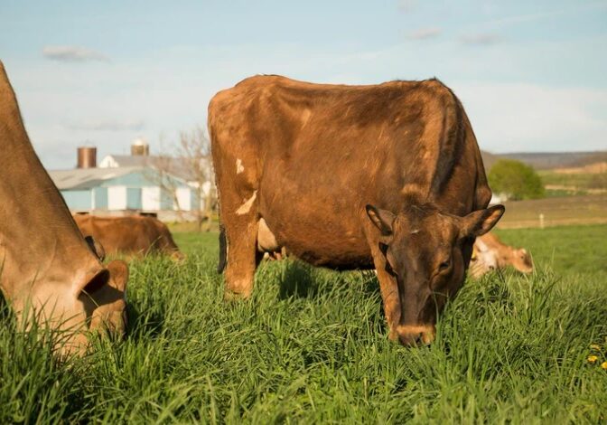 Two brown cows graze on lush green grass with a farm building in the background.